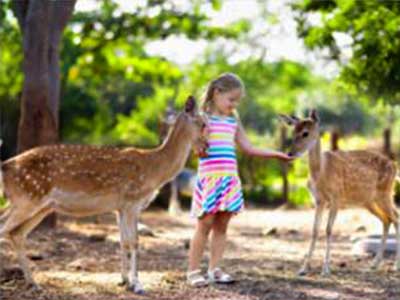 image of a girl feeding an animal